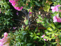 a rotary sprinkler between flowers